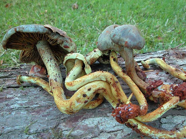 Gymnopilus punctifolius